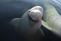 19 февраля - 1986 Введён запрет охоты на китов
